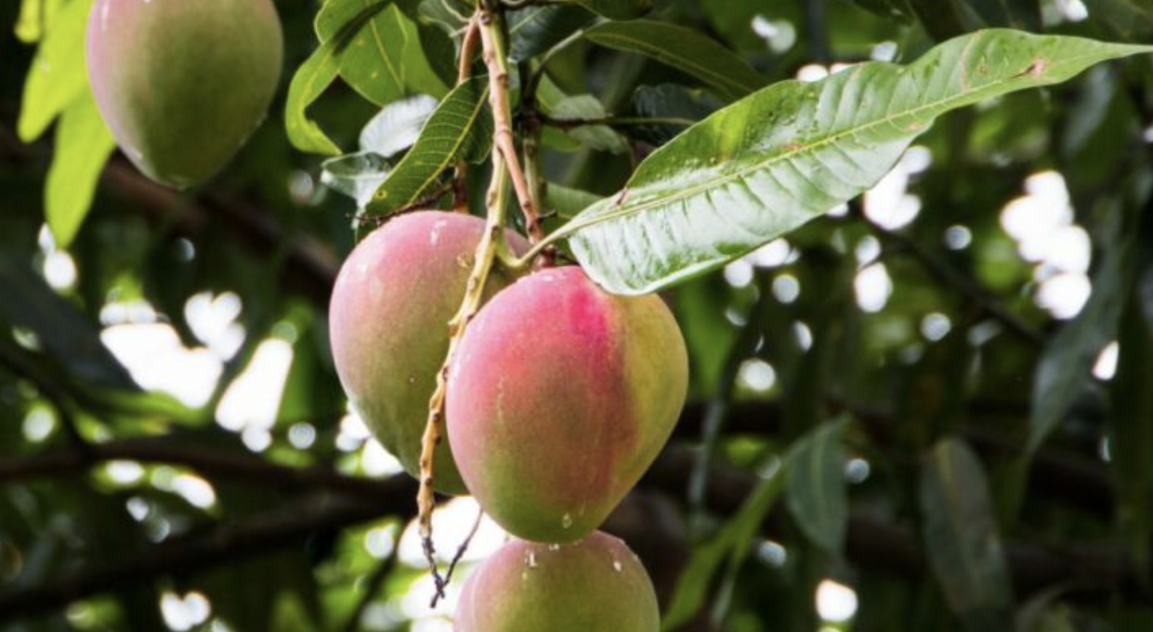 Как вырастить манго из семян